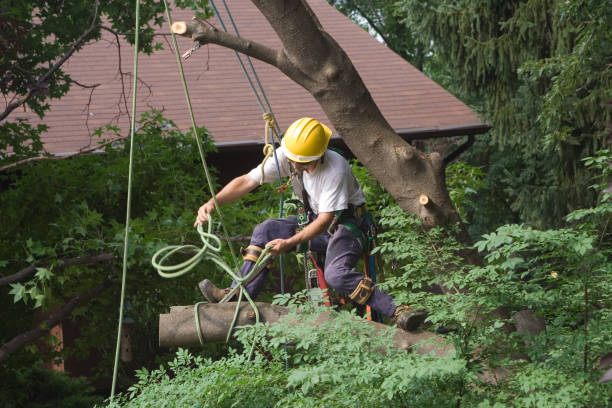 Best Tree Cabling and Bracing  in Lake Waynoka, OH